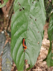 Coryptilum klugii