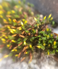 Orthotrichum
