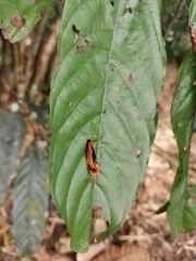 Coryptilum klugii