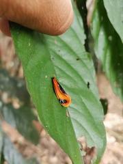Coryptilum klugii