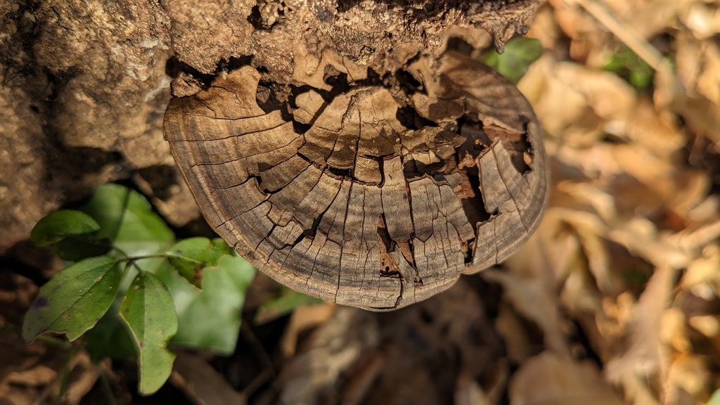 Ganoderma applanatum · December 2022 · photo: © atsushi_nakajima_cirque (iNaturalist, cc-by)