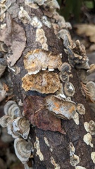 Trametes versicolor