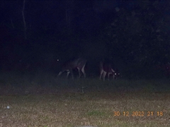 Rusa unicolor