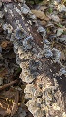 Trametes versicolor