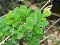 Derris laxiflora