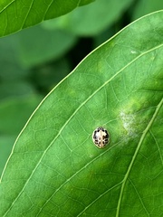 Psyllobora confluens