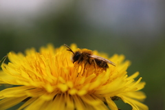 Andrena fulva