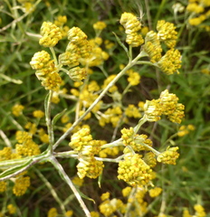 Helichrysum stenopterum
