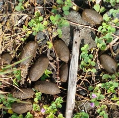 Hydrochoerus isthmius