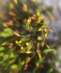 Orthotrichum