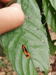 Coryptilum klugii