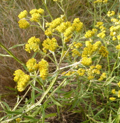 Helichrysum stenopterum