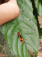 Coryptilum klugii