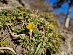 Potentilla incana