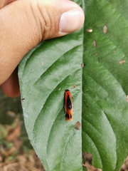 Coryptilum klugii