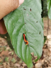 Coryptilum klugii