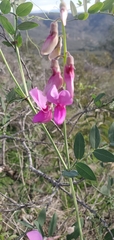 Lathyrus vestitus alefeldii