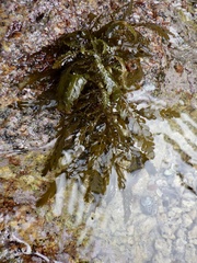 Sargassum horneri