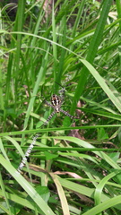 Argiope catenulata