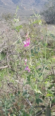 Lathyrus vestitus alefeldii