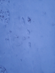 Sylvilagus floridanus