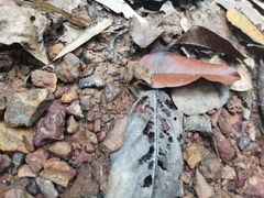 Limnonectes hascheanus