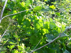 Delairea odorata