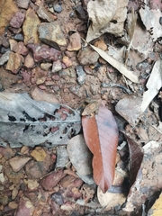 Limnonectes hascheanus