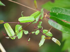 Cryptolepis sinensis