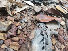 Limnonectes hascheanus