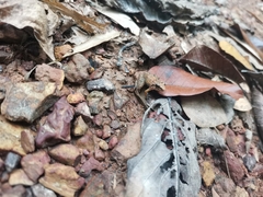 Limnonectes hascheanus