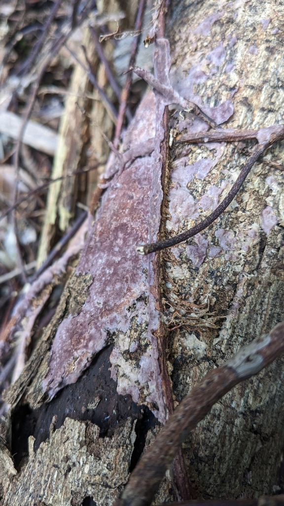 Phlebiopsis crassa · December 2022 · photo: © atsushi_nakajima_cirque (iNaturalist, cc-by)