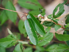 Cryptolepis sinensis