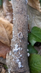 Schizophyllum commune