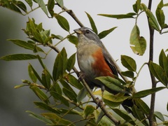 Microspingus cabanisi