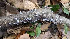 Schizophyllum commune