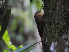 Sittasomus griseicapillus