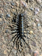 Scutigeromorpha