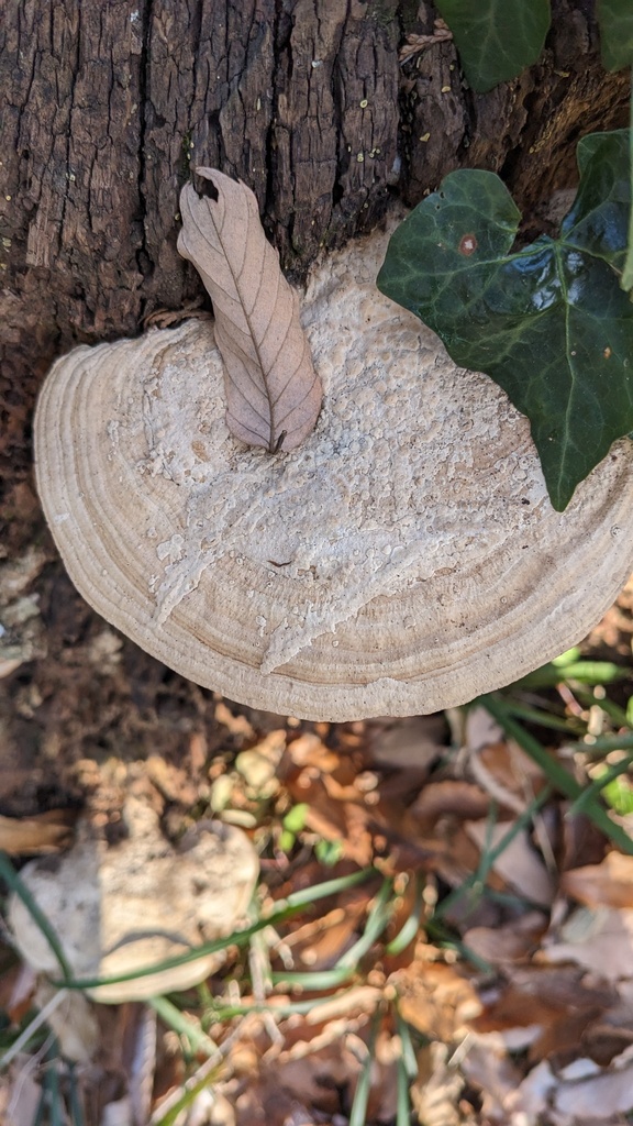 Fomitopsis dickinsii · December 2022 · photo: © atsushi_nakajima_cirque (iNaturalist, cc-by)