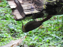 Xiphorhynchus fuscus