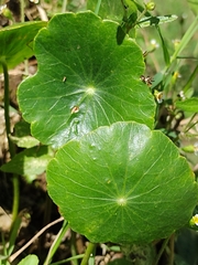 Hydrocotyle leucocephala