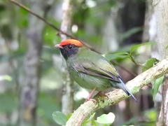 Chiroxiphia caudata