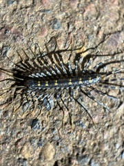 Scutigeromorpha