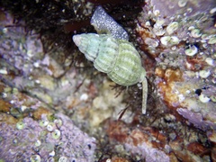 Nassarius fraterculus