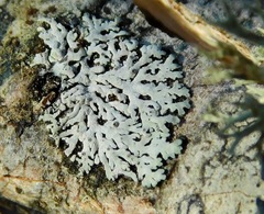 Physconia subpallida