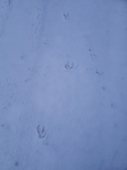 Odocoileus virginianus