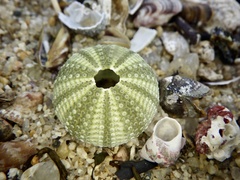 Hemicentrotus pulcherrimus