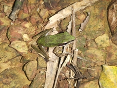 Chalcorana labialis