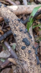 Annulohypoxylon truncatum