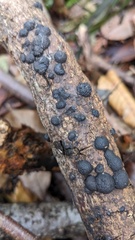 Annulohypoxylon truncatum